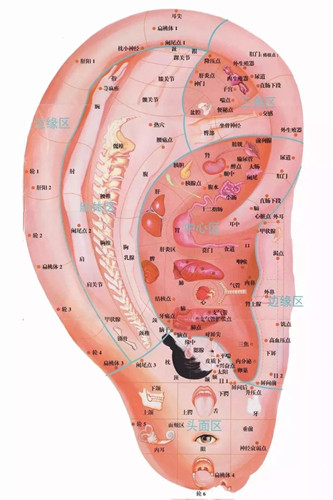 为什么耳穴按摩能够治疗胆囊炎、胆石症？怎样按摩？