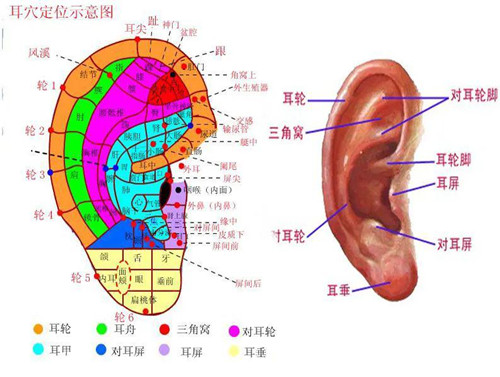 为什么慢性鼻炎也要配合耳穴按摩治疗？