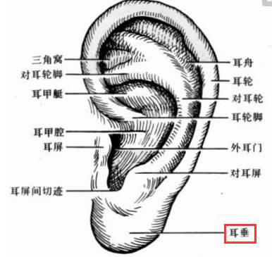为什么耳穴按摩保健法能保健强身？如何去做？