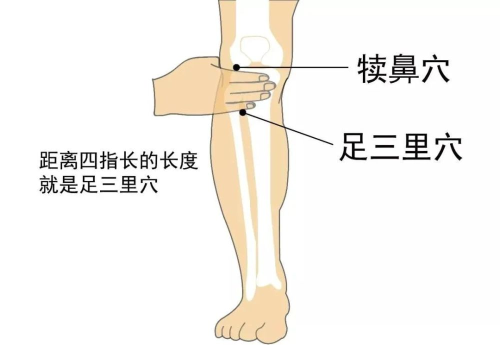 为什么常灸足三里穴可以长寿?