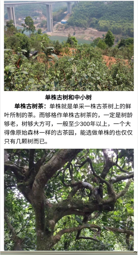 什么牌子的碎银子好最正宗最好喝